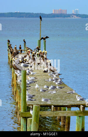 Möwen Pelikane, Kormorane auf Hurrikan hölzernen Pier st beschädigt. Andrews Bay Panama City, Florida Stockfoto