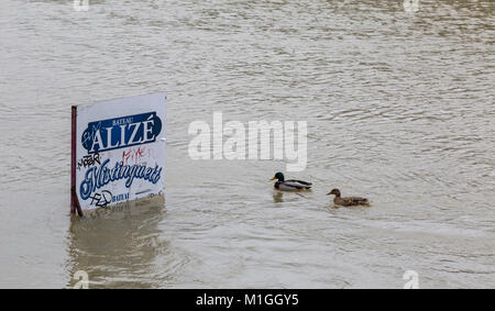 PARIS, Frankreich, 29. Januar 2018: Zwei Enten schwimmen in der Nähe von einem Pol mit einer Werbefläche auf der Seine, die deutlich stieg, Increasin Stockfoto