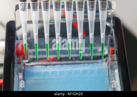 Laden verstärkt DNA-Proben auf Agarosegel mit Mehrkanal-pipette Stockfoto