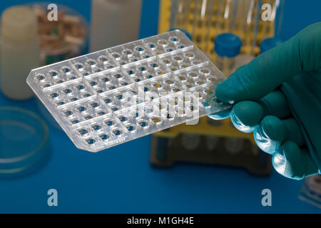 PCR-Platte im mikrobiologischen Labor, 96 Well Platten für PCR-Verarbeitung, mikrobiologische Labor. Stockfoto