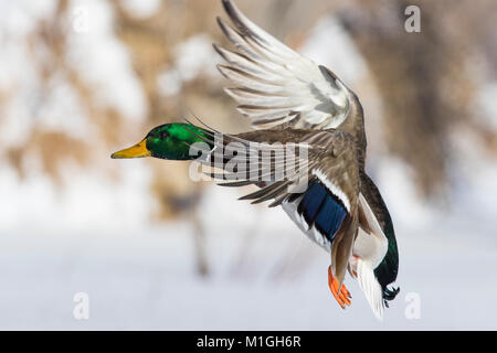 Mallard Drake Landung im kanadischen Winter Stockfoto