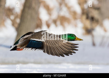 Mallard Drake Landung im kanadischen Winter Stockfoto