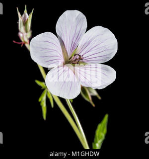 Eine Makroaufnahme einer Geranie Blüte schoß vor einem schwarzen Hintergrund. Stockfoto