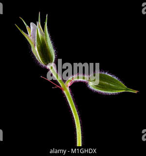 Eine Makroaufnahme von einigen Geranium blütenknospen vor einem schwarzen Hintergrund. Stockfoto