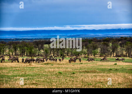 Wolkenformationen in der Great Rift Valley, Landschaft im Serengeti National Park mit blauen wilderbeests, Weltkulturerbe der UNESCO, Tansania, Afrika Stockfoto