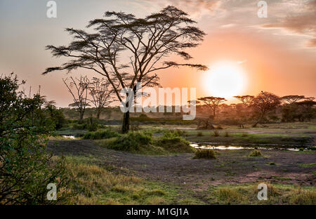 Sonnenaufgang in der Serengeti Nationalpark, UNESCO-Weltkulturerbe, Tansania, Afrika Stockfoto