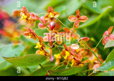 Epimedium x warleyense ' Orangekonigin ' Epimedium Stockfoto