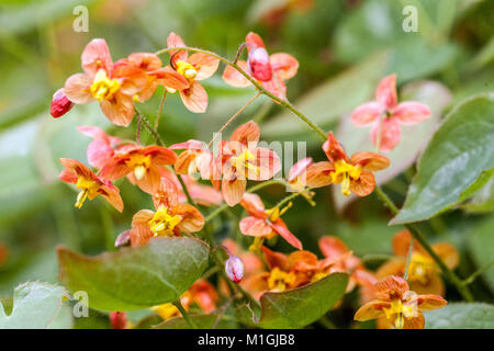 Epimedium x warleyense „Orangekonigin“ Stockfoto