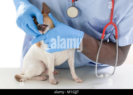 Tierarzt überprüft, Zähne zu einem Hund - Tier- und PET-tierärztliche Betreuung Konzept Stockfoto