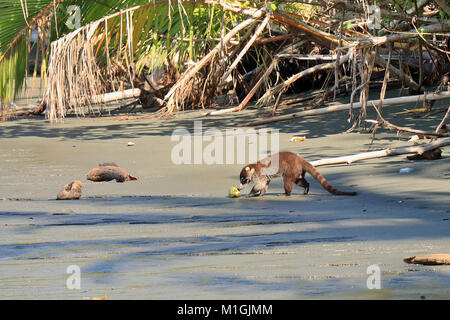 Weiße Nase Coatimundi (Nasua narica) Essen eine Kokosnuss an einem einsamen Strand in den Corcovado Nationalpark im Süden von Costa Rica Stockfoto