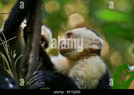 Zwei White-faced Kapuzineraffen (Cebus capucinus) Essen eine Niederlassung in Manuel Antonio National Park, Puntarenas Provinz im Westen von Costa Rica. Stockfoto