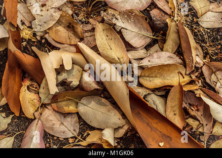 Tot, Laub und Curling Stücke von geschälten Rinde aus Erdbeerbäumen (Pacific madrone) den Boden mit Tönen von rötlich braun und Gold. Stockfoto