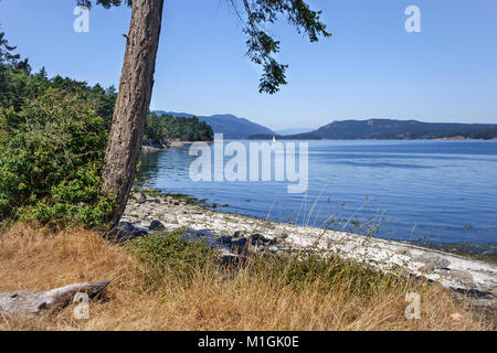 Ein einsamer Douglas-fir lehnt sich über den Strand auf einen ruhigen Sommer Tag im BC Gulf Islands, mit Segelbooten und Russell und Salt Spring Inseln in der Ferne. Stockfoto