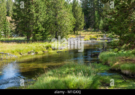 Die firehole River fließt durch die Upper Geyser Basin von Yellowstone. Yellowstone National Park, Wyoming, USA Stockfoto