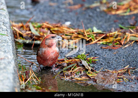 Parrot Gegenwechsel (Loxia pytyopsittacus), Mann, Trinken, Shetlandinseln, Schottland, Großbritannien. Stockfoto