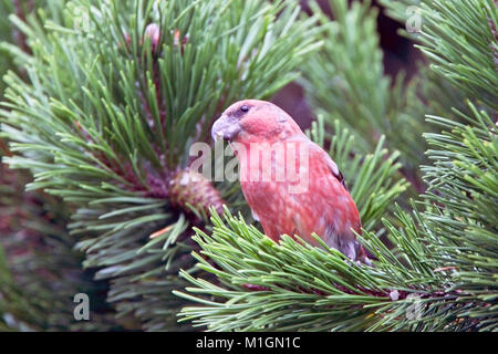 Parrot Gegenwechsel (Loxia pytyopsittacus), Mann, Trinken, Shetlandinseln, Schottland, Großbritannien. Stockfoto