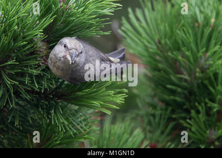 Parrot Gegenwechsel (Loxia pytyopsittacus), weiblich, Shetlandinseln, Schottland, Großbritannien. Stockfoto
