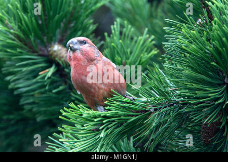 Parrot Gegenwechsel (Loxia pytyopsittacus), männlich, Shetlandinseln, Schottland, Großbritannien. Stockfoto