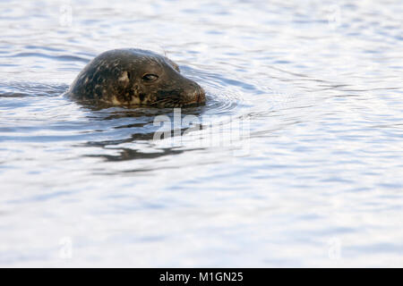 Gemeinsame Dichtung, oder Seehunde (Phoca vitulina), Kopf tauchte in das Meer aus Shetland, Schottland, Großbritannien. Hafen Dichtung Stockfoto