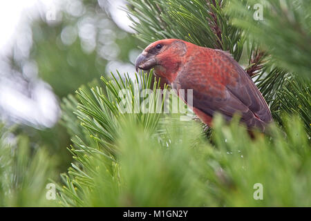Parrot Gegenwechsel (Loxia pytyopsittacus), männlich, Shetlandinseln, Schottland, Großbritannien. Stockfoto