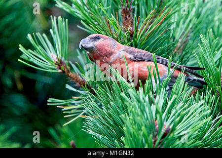 Parrot Gegenwechsel (Loxia pytyopsittacus), männlich, Shetlandinseln, Schottland, Großbritannien. Stockfoto