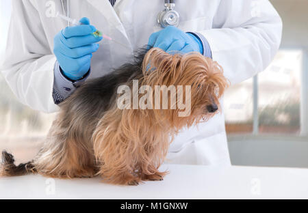 Tierarzt wie eine Injektion zu einem Yorkshire Terrier in Luxus Pet Hospital Hintergrund Stockfoto