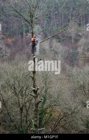 Mann in Schutzkleidung Schutzkleidung arbeiten, auf einen Baum und die Antenne Kettensäge arbeiten, Entasten, Beschneiden, schnitt den Baum, Wales, Großbritannien Stockfoto