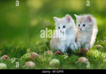 Norwegischer Wald Kat. Zwei Kätzchen im Gras neben gefallenen Äpfeln. Deutschland Stockfoto