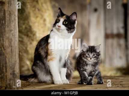 Norwegian Forest Cat. Mutter und Kitten in einer Scheune. Deutschland Stockfoto