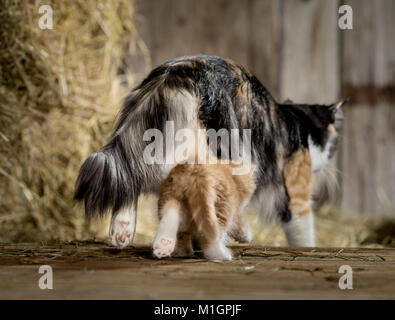 Norwegian Forest Cat. Kätzchen folgenden Mutter in einer Scheune. Deutschland Stockfoto