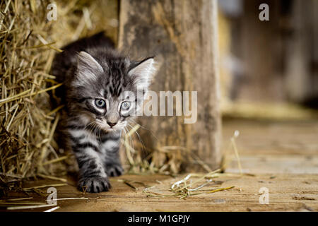 Norwegian Forest Cat. Kätzchen zu Fuß in einer Scheune neben Stroh. Deutschland Stockfoto