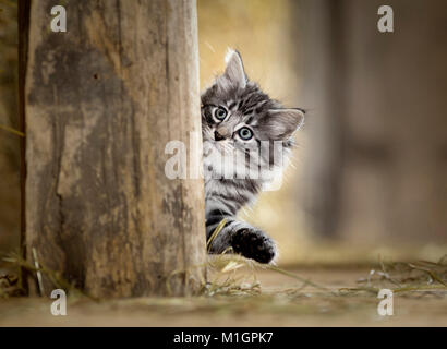 Norwegian Forest Cat. Kätzchen mit Blick hinter einen Holzbalken in einer Scheune. Deutschland Stockfoto