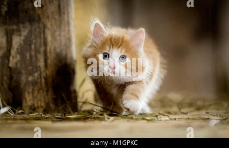 Norwegian Forest Cat. Kitten in einer Scheune, zu Fuß neben einen Holzbalken. Deutschland Stockfoto