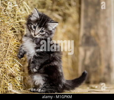 Norwegian Forest Cat. Kitten in einer Scheune, sitzen auf den Hüftknochen neben einem Ballen Stroh. Deutschland Stockfoto