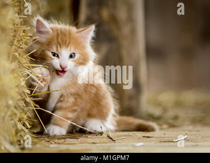 Norwegian Forest Cat. Kitten in einer Scheune, spielen mit Stroh. Deutschland Stockfoto