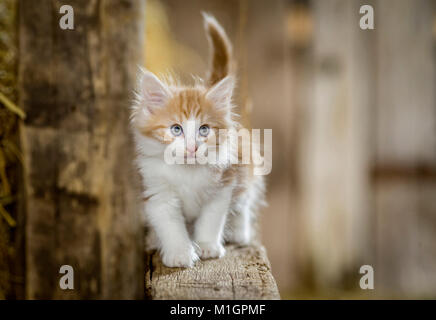 Norwegische Waldkatze Kätzchen in einer Scheune, balanciert auf einem Holzbalken. Deutschland Stockfoto