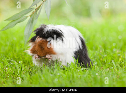 Abessinier Meerschweinchen, Cavie. Dreifarbige Erwachsener in Gras, Pflege. Deutschland Stockfoto