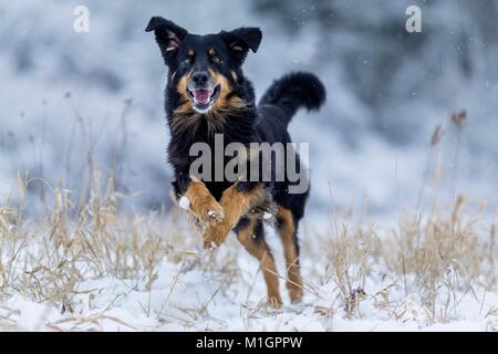 Hovawart. Erwachsener Hund läuft auf einem schneebedeckten Weide. Deutschland Stockfoto
