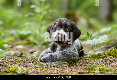 German Wirehaired Pointer. Welpen liegen auf dem Waldboden. Deutschland Stockfoto