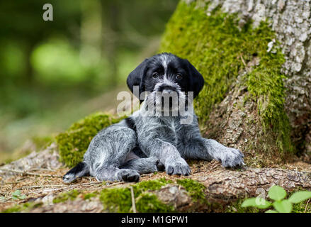 German Wirehaired Pointer. Welpe liegend an der Unterseite eines Baums. Deutschland Stockfoto