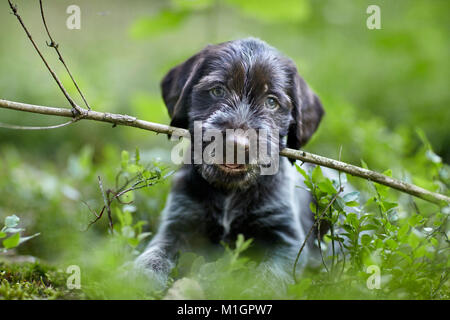 German Wirehaired Pointer. Welpen auf dem Waldboden, mit einem Stock im Maul. Deutschland Stockfoto