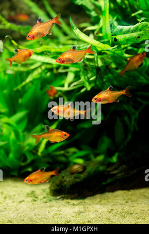 Serpae Tetra (Hyphessobrycon ee). Schwarm in einem Aquarium Stockfoto