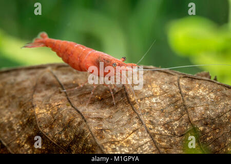 Cherry Garnelen (Neocaridina davidi var. Rot) in ein Aquarium, auf Wasserpflanzen. Stockfoto