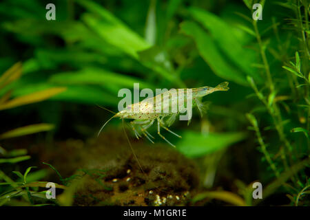 Japanische Garnelen, Yamato Garnelen (Caridina multidentata) in einem Aquarium. Stockfoto