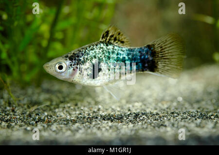 südlichen Platyfish (Xiphophorus Maculatus), züchten Pfeffer & Salz rot