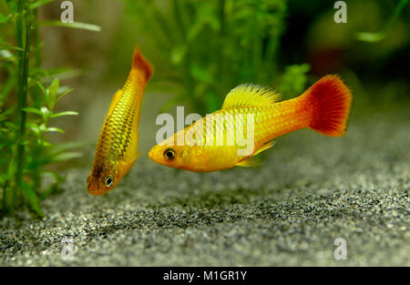 Gemeinsame Platy (Xiphophorus maculatus). Anzeige Paar in einem Aquarium. Stockfoto