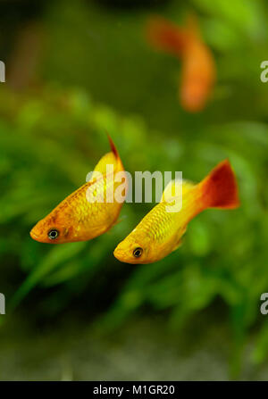 Gemeinsame Platy (Xiphophorus maculatus). Anzeige Paar in einem Aquarium. Stockfoto