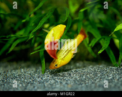 Gemeinsame Platy (Xiphophorus maculatus). Anzeige Paar in einem Aquarium. Stockfoto