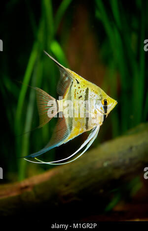 Freshwater Angelfish (Auchen Scalare) in einem Aquarium. Stockfoto