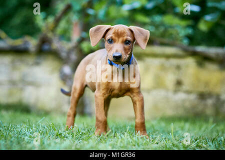 Deutsche Pinscher. Welpe, stehend auf einem Rasen. Deutschland.. Stockfoto